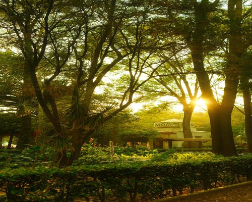 A serene public park clearing in Mexico with green trees under daytime diffused natural light